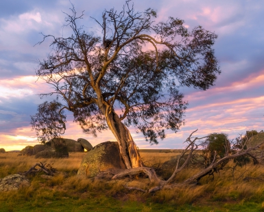Bush Sunrise
