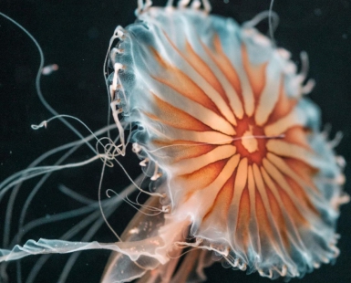 Deep Sea Traveler