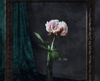 Peony 