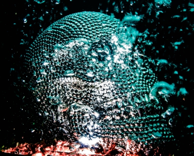 The Brain
