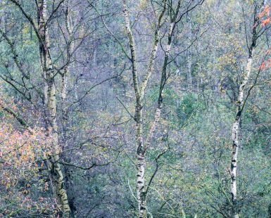 Autumn birches