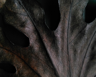 LEAF