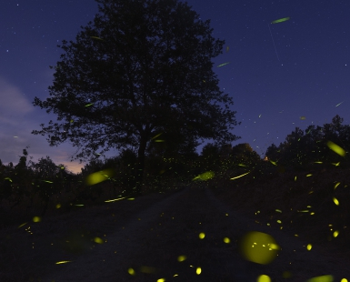 Summer Lights