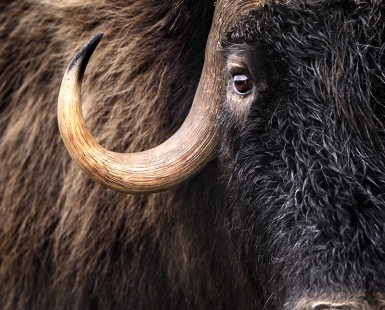 Muskox portrait