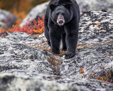 black bear