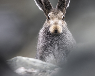 Artic hare