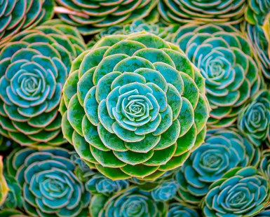 Succulents
