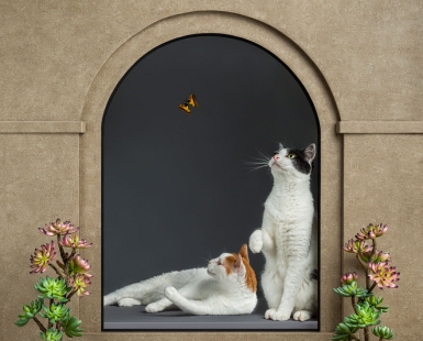 Hacienda window