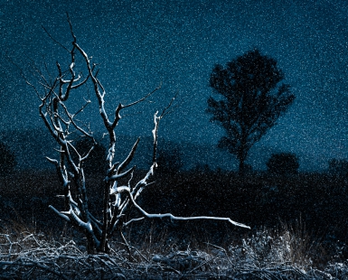 Mystic Oak Tree during Nightly Snowfall
