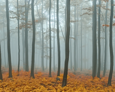Autumn forest