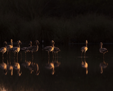 Golden Birds