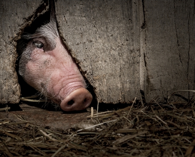 Le regard du porcin