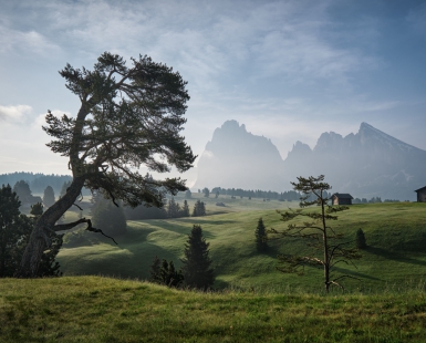 The Pine