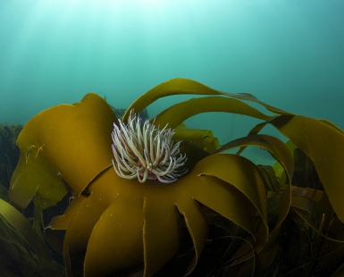 Snakelock Anemone