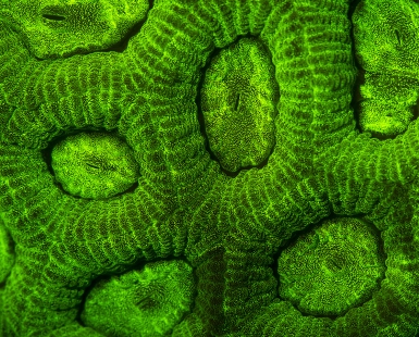 Fluorescent Faviidae