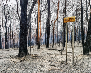The Morning After - Australia's Black Summer