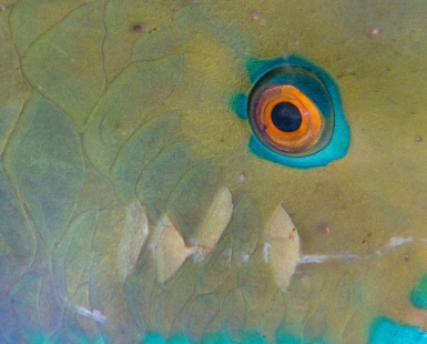 Eye of psychedelics