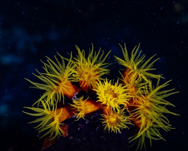 Cosmic flowers