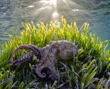 Octopus