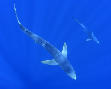 Blue shark