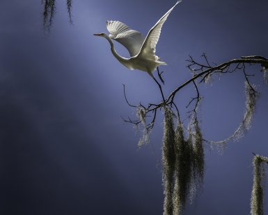 Wings of Confidence