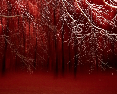 Enchanted forest