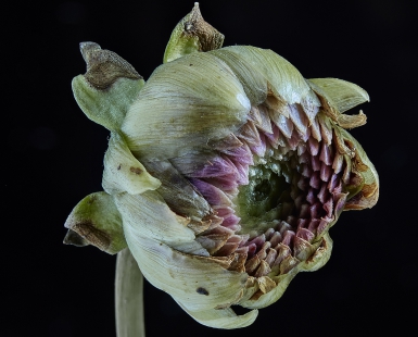 bud