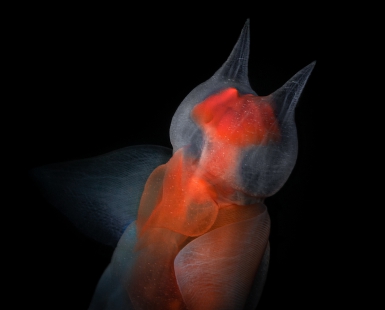 Sea angel portrait