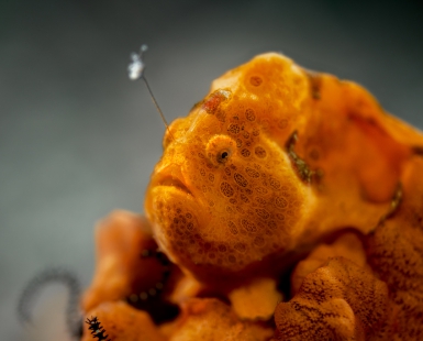 FrogFish