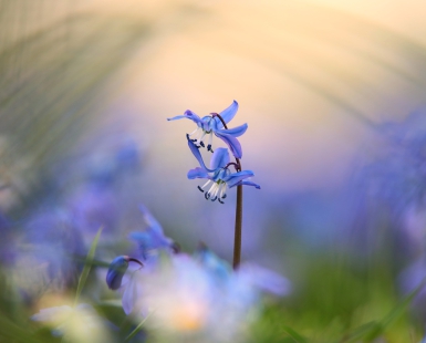 blooming dream