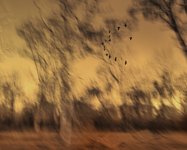 TREE SCAPE