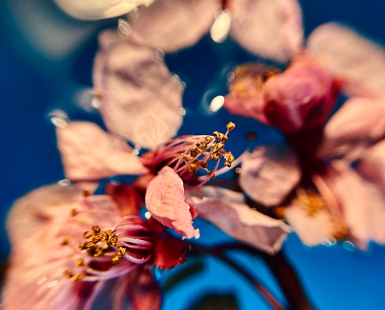 HANAMI TSUKI 1