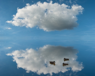 THREE DUCKS