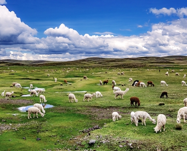 Counting Alpacas