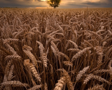 Harvest