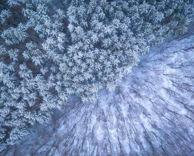 White Border