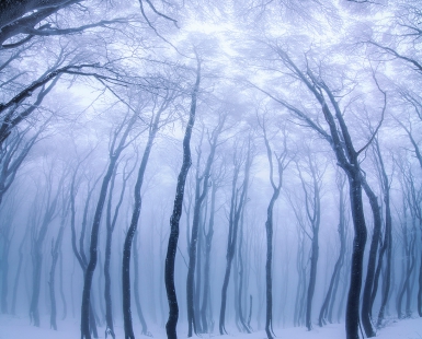 Forest Fairytales