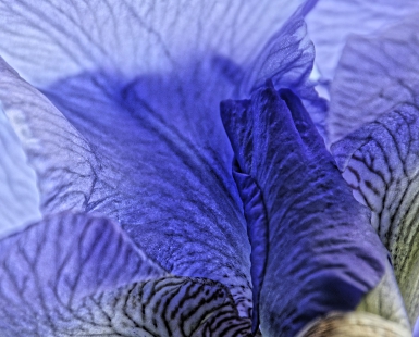 Purple and mauve