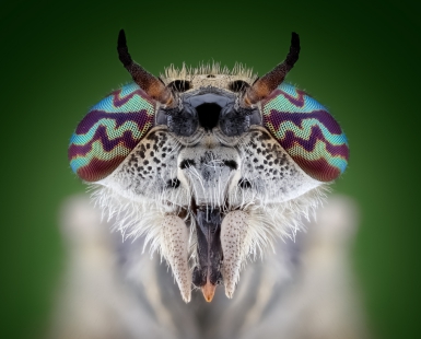 Horsefly