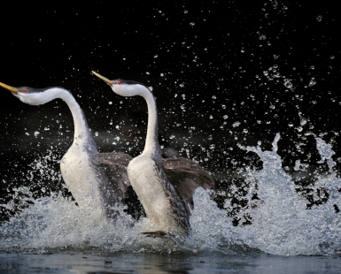 Rushing into Love