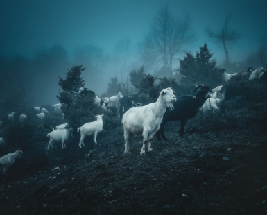 White walkers