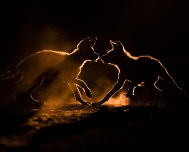 Dust Bath