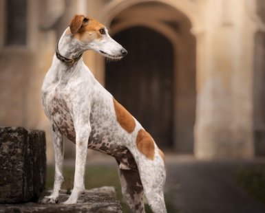 Lurcher