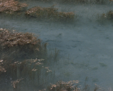 The Ophelia's Zone