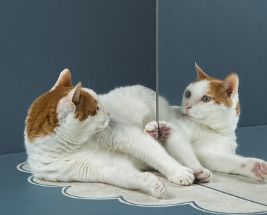 Cat reflection