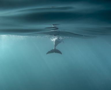 Split Fin