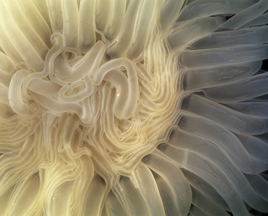 Peacock Anemone 3