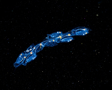 Spaceships. Colony