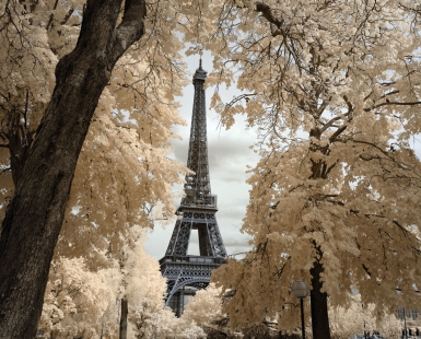 The King of Paris