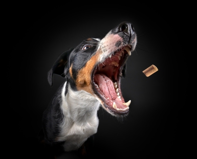 I Love My Dog